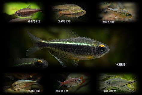 燈魚種類|燈魚種類及圖片大全精選